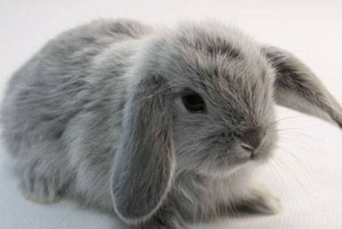 Домашний питомец – декоративный кролик