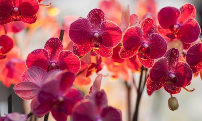 Как ухаживать за орхидеями дома – домашние растения