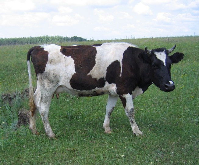 В крае выбрали лучшую дойную корову