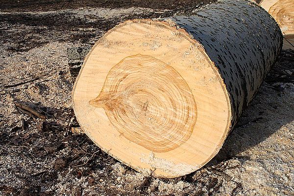 За вырубку в Таманском лесу Минстрой заплатит в казну 10 миллионов рублей