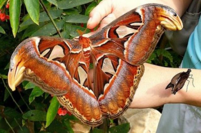 В Ставрополе родились сразу четыре особи самой крупной в мире бабочки