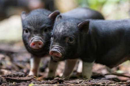 В ставропольском зоопарке появились пять миниатюрных свинок