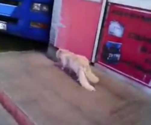 На Ставрополье обнаружен кот с двумя хвостами